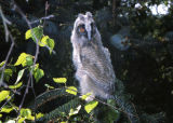 Long-eared Owl